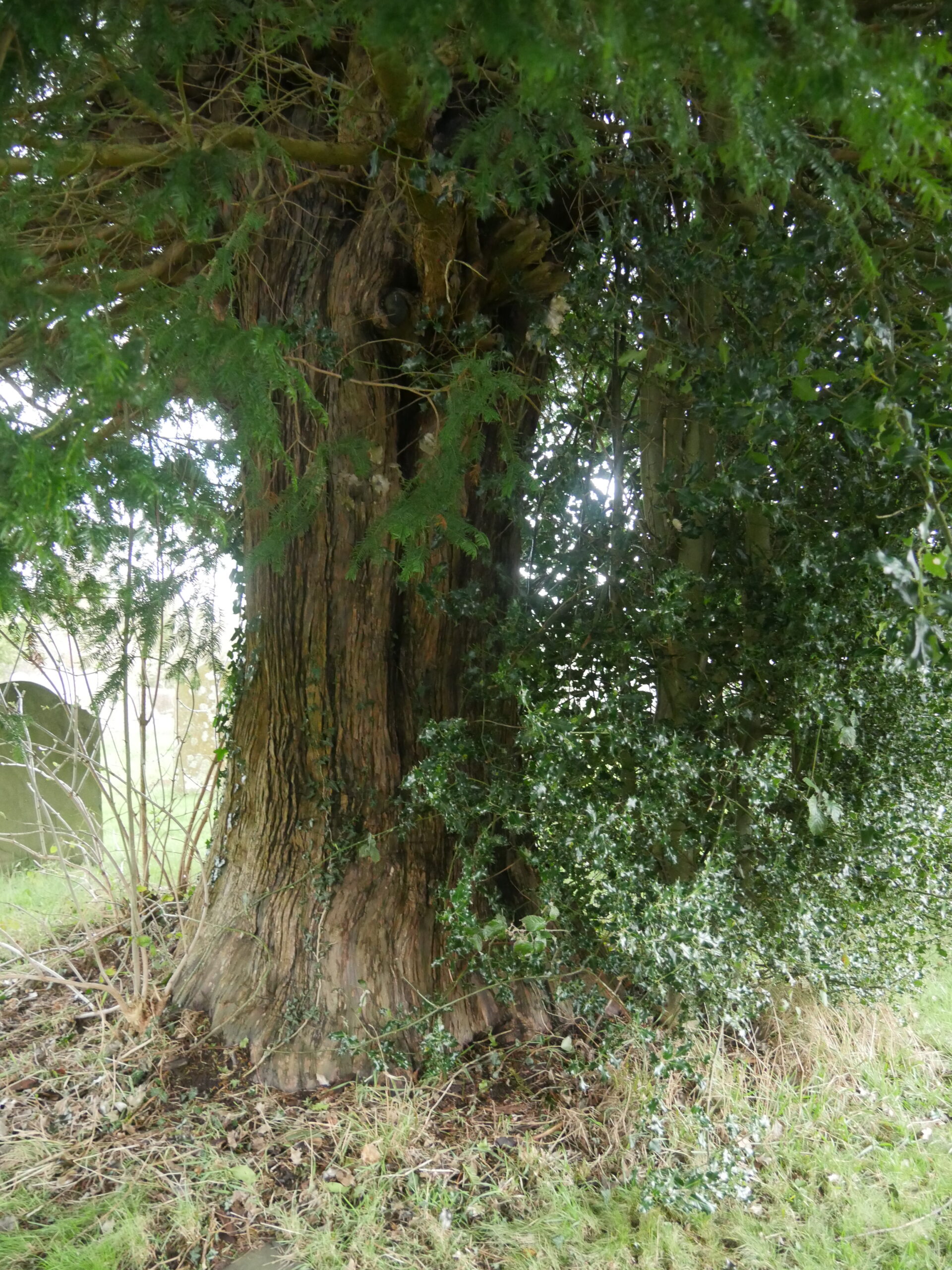 St Margarets church 6722 Ancient Yew Group