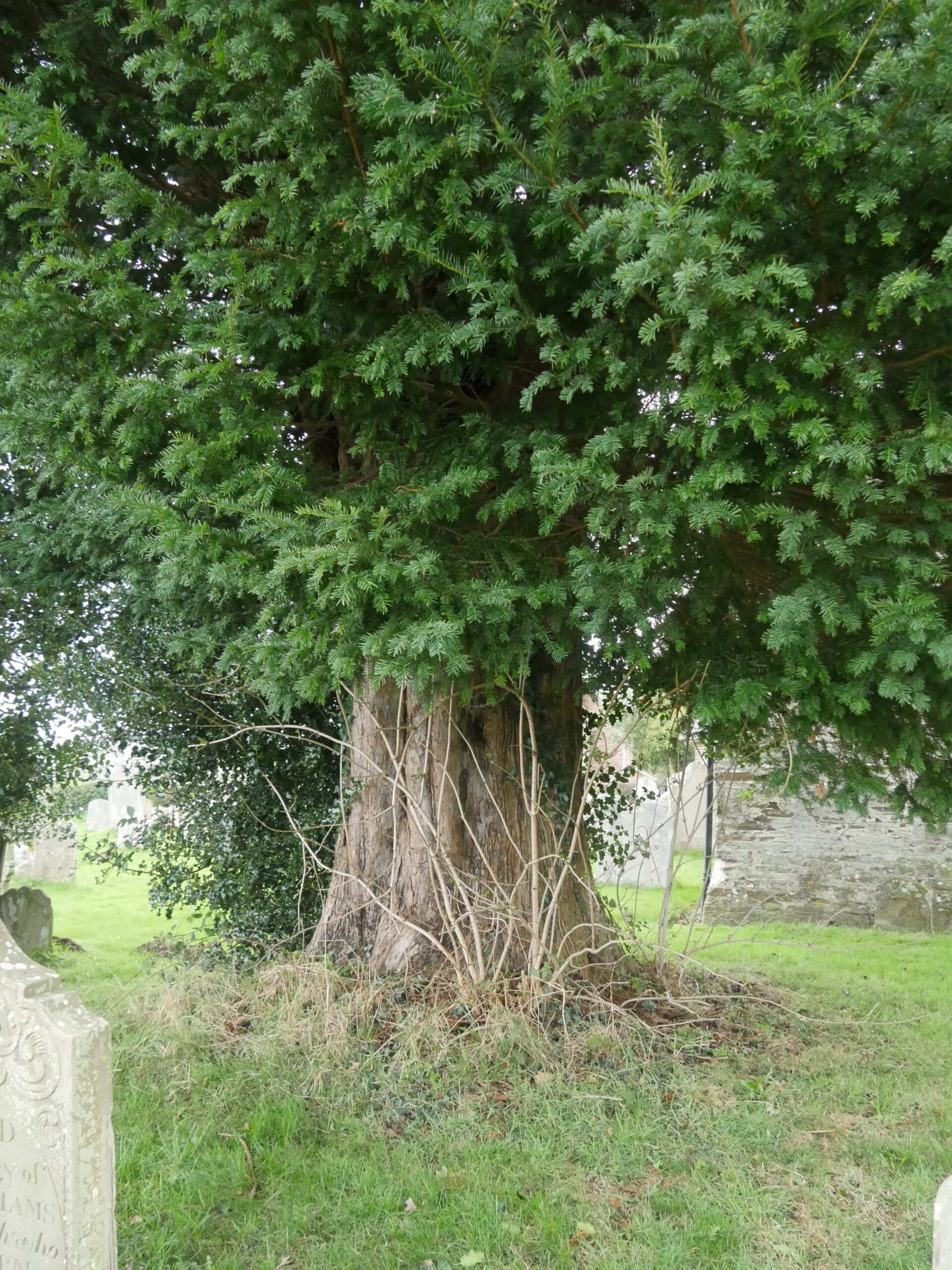 St Margarets church 6722 Ancient Yew Group