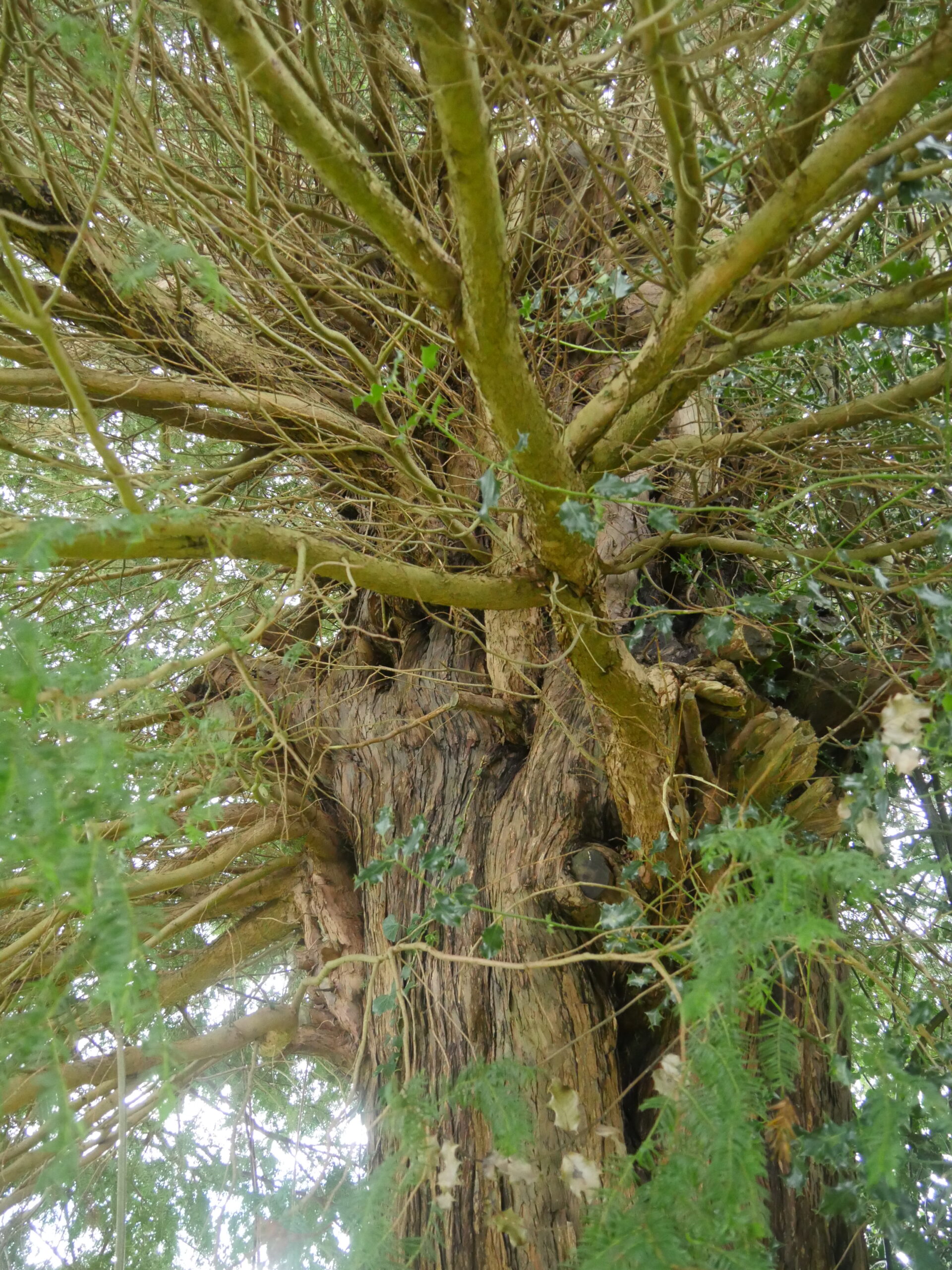 St Margarets church 6722 Ancient Yew Group