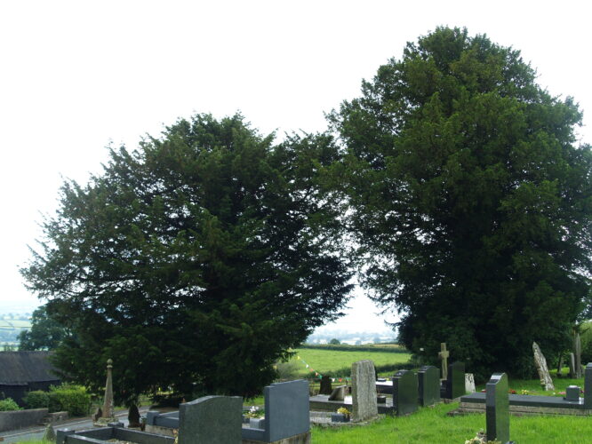 Llansadwrn - Ancient Yew Group