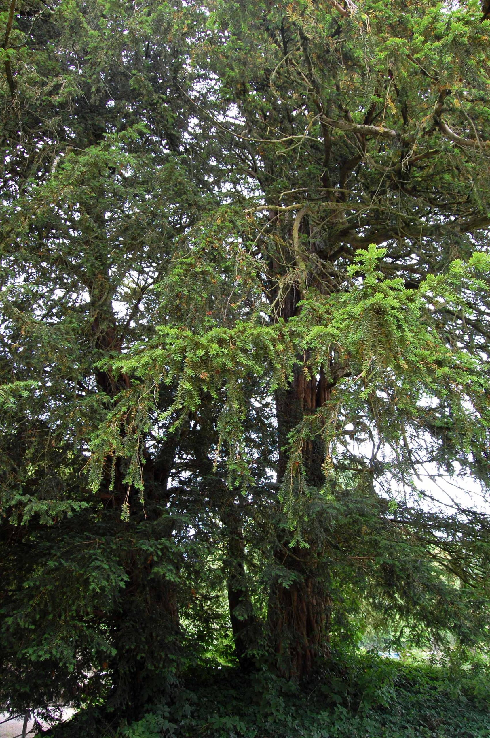 Maiden Bradley - Ancient Yew Group