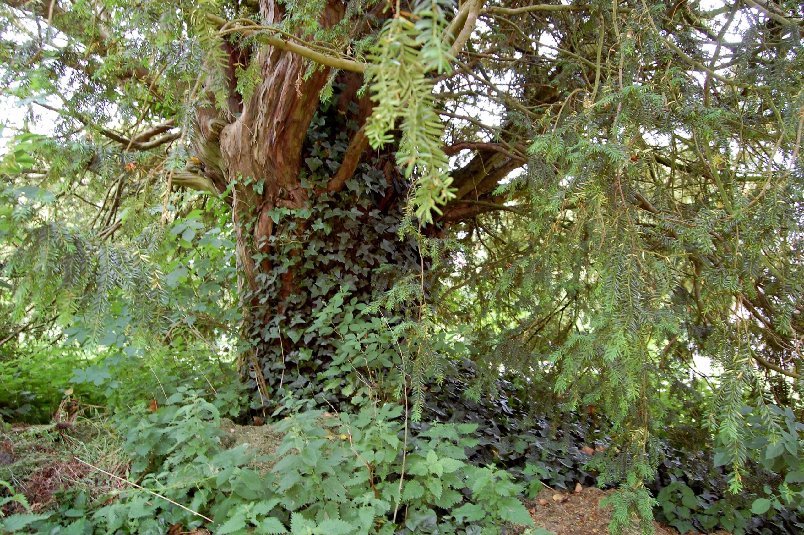 Maiden Bradley - Ancient Yew Group